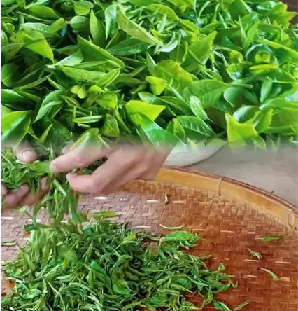 茶旅是什么？一场沉浸式茶山行正在成为旅行新顶流 🍵