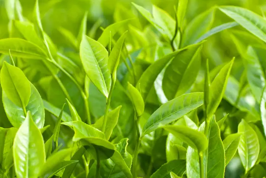 上海中式茶馆点茶体验与宋代点茶课程，花300块当一回宋徽宗？我劝你先看完